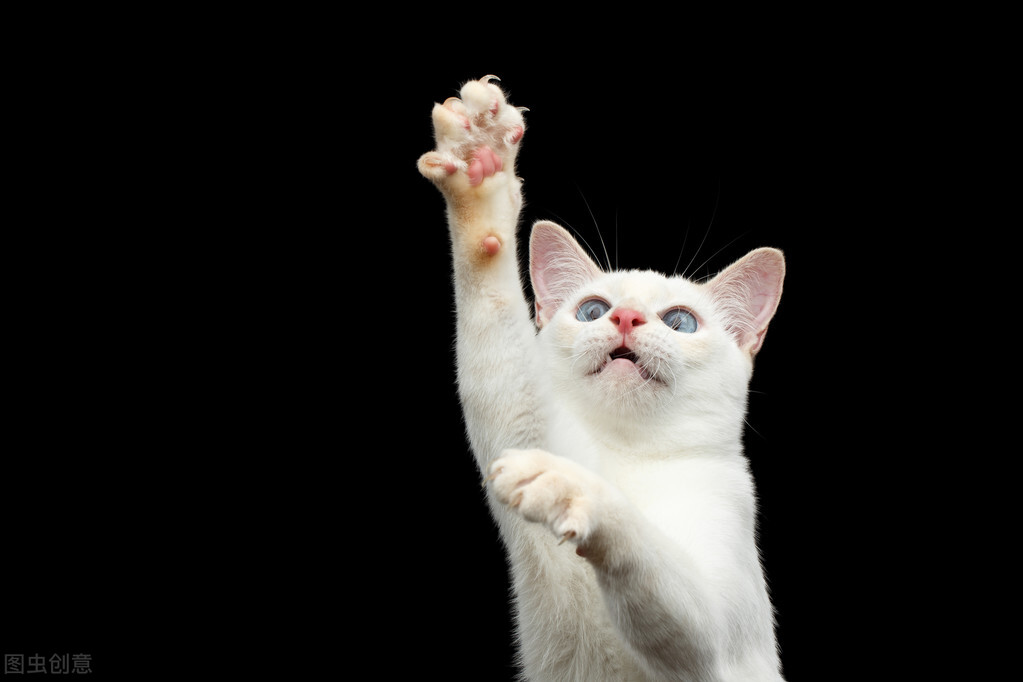 猫尾巴掉毛用什么药,猫尾巴掉毛烂掉怎么治