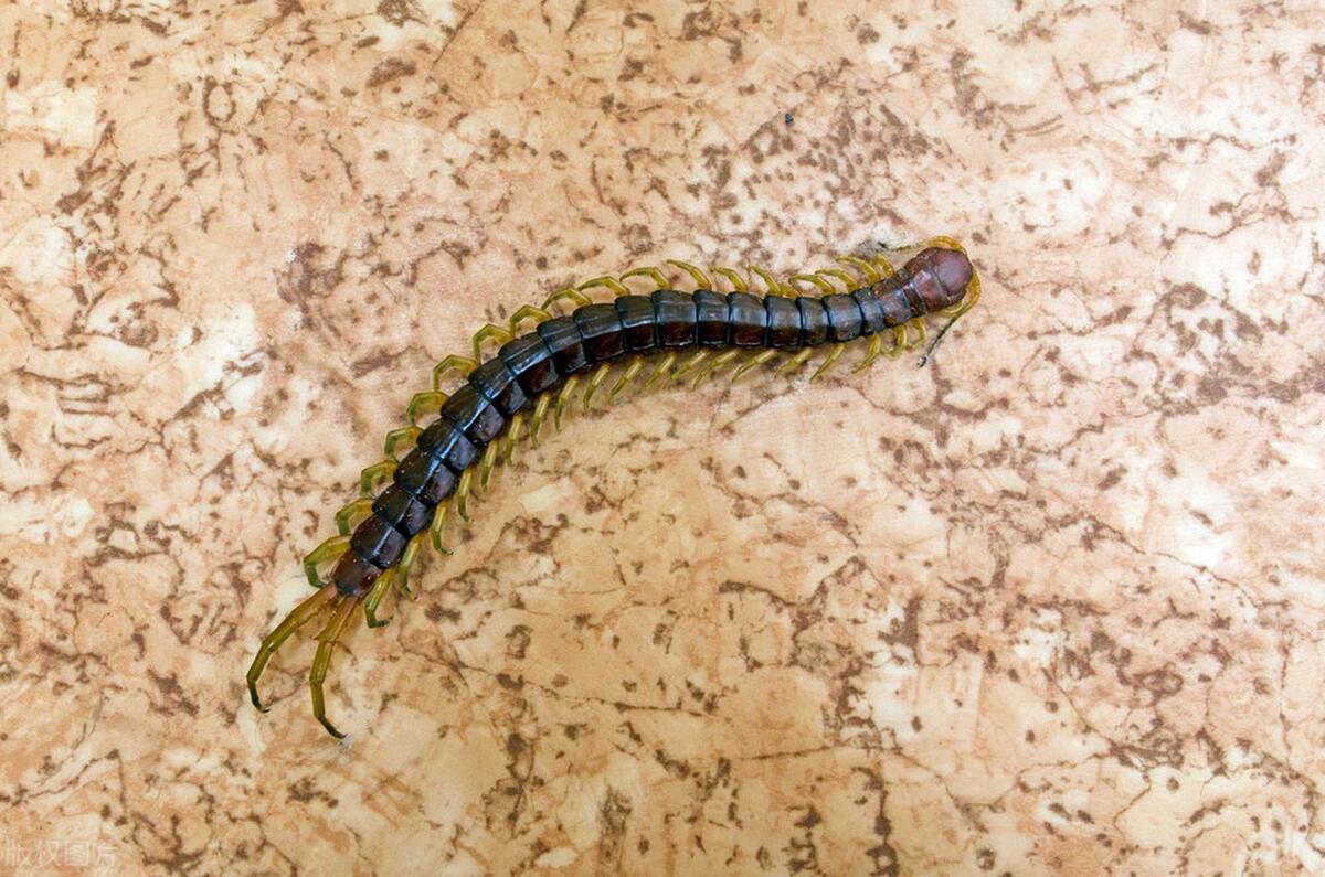 房间里有蜈蚣怎么灭,房间内驱除蜈蚣最有效方法