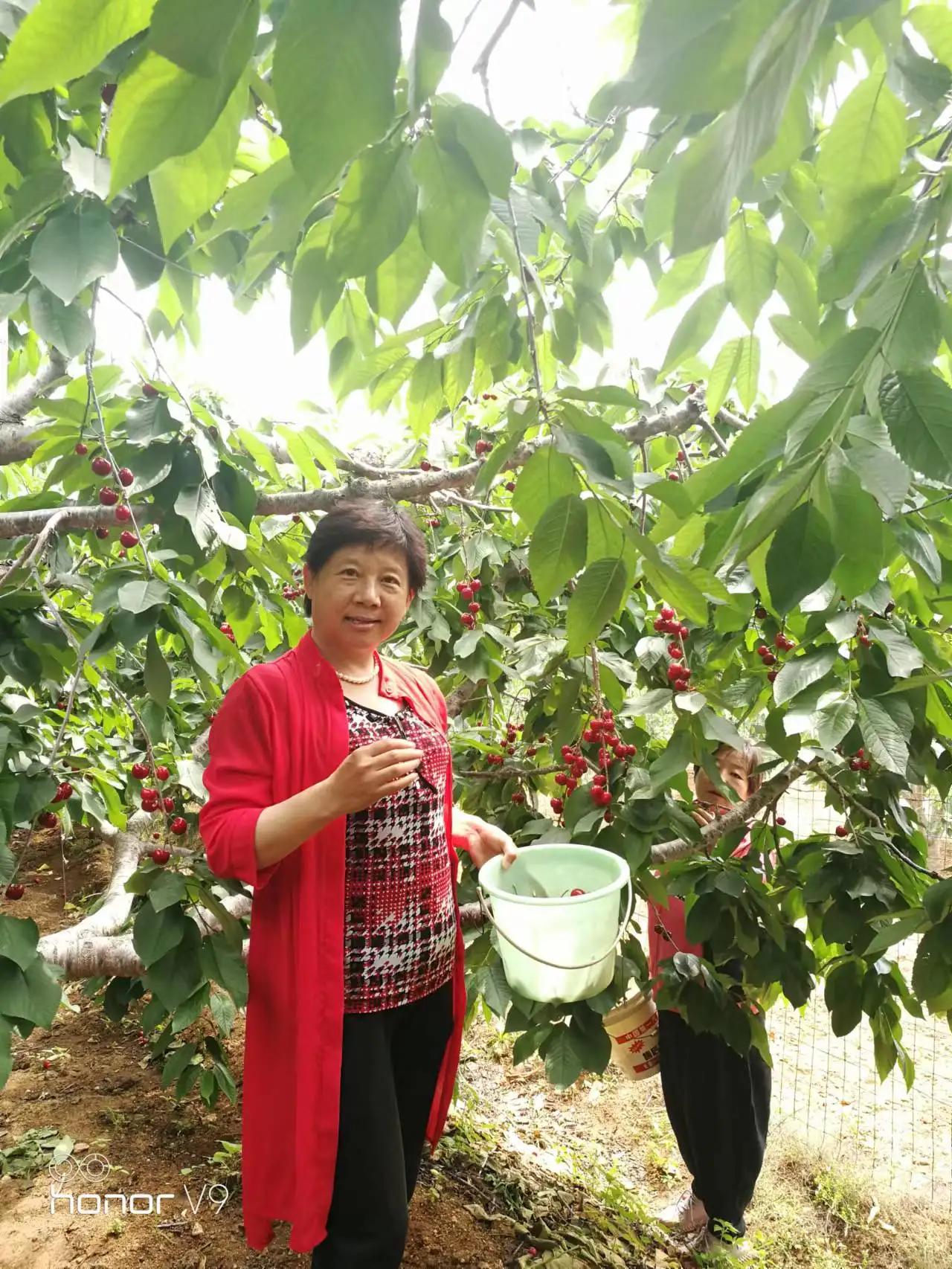 又是一个樱桃红的季节,樱桃红游玩攻略