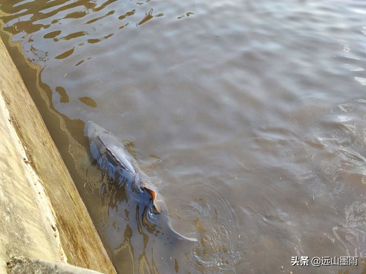 溪流潺潺、白茅飘飘，鲟鱼肥硕、菜蔬新鲜，景谷铁厂河畔的慢时光