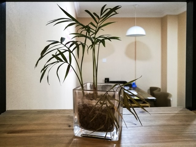 家里养富贵竹放哪个位置好,富贵竹摆放在家中什么地方最旺财