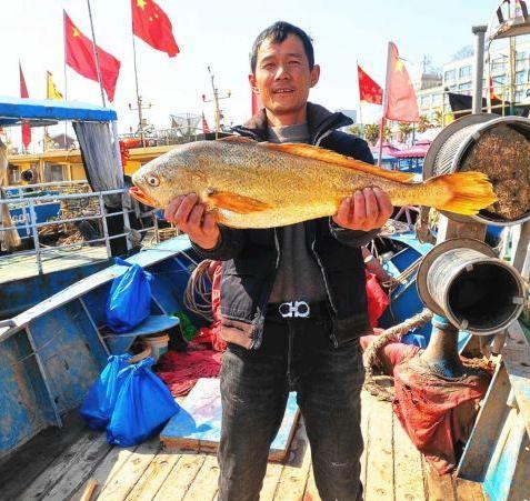 一网捕获4000多斤野生大黄鱼,浙江宁波捕获4000斤大黄鱼