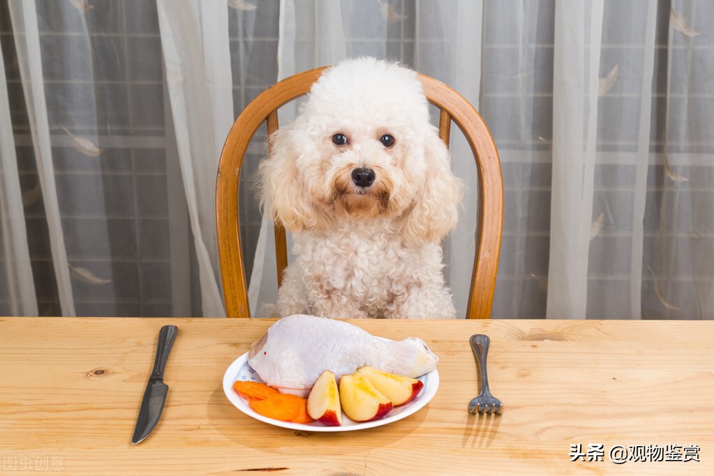 狗有时会不吃不喝、没有精神,狗不吃饭怎么办?不精神怎么办?