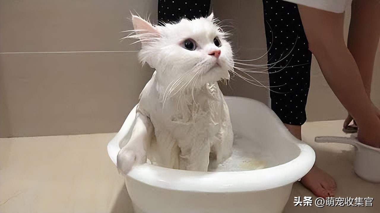 猫害怕洗澡怎么办？毛脏了不得不洗怎么办，方法给你了