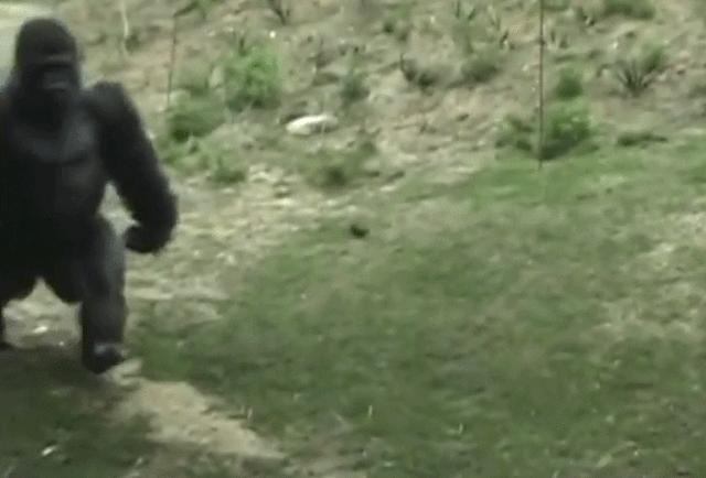 人类从古猿进化成人的盆骨的变化,人类的屁股到底有多奇怪