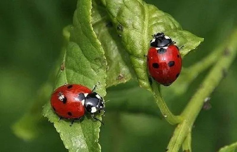 超大只的七星瓢虫是害虫吗,七星瓢虫是捕食害虫吗