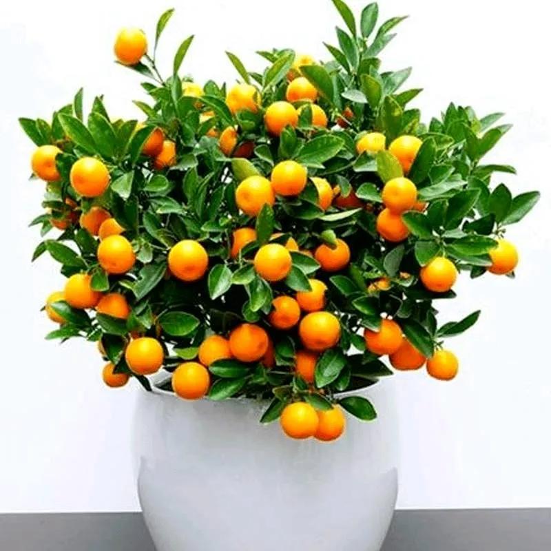 四种旺家旺宅的树,六种树旺宅三种树大忌