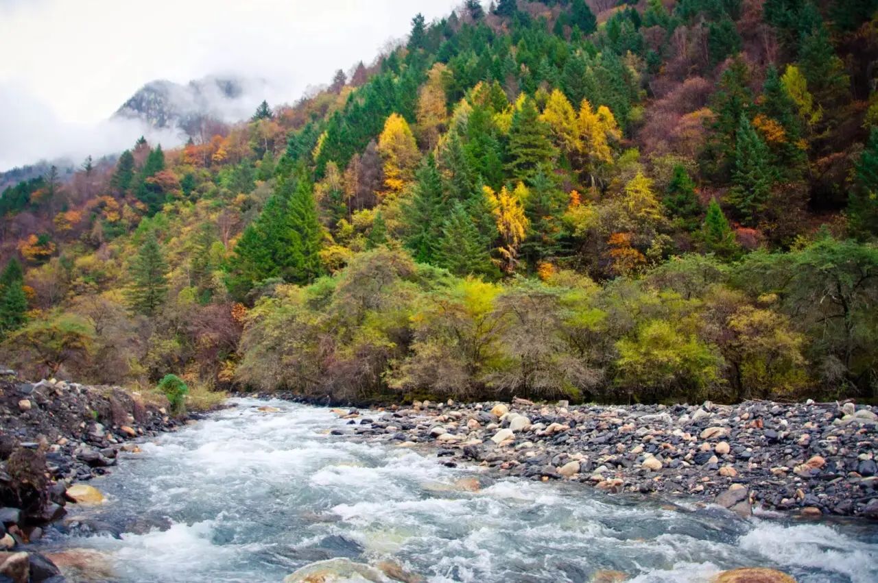 四川米亚罗赏红叶攻略,米亚罗红叶旅游攻略