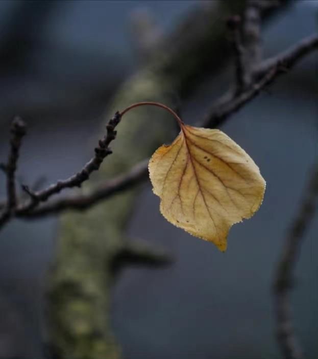 形容孤独寂寞的诗词句子,耐得住寂寞的经典诗词