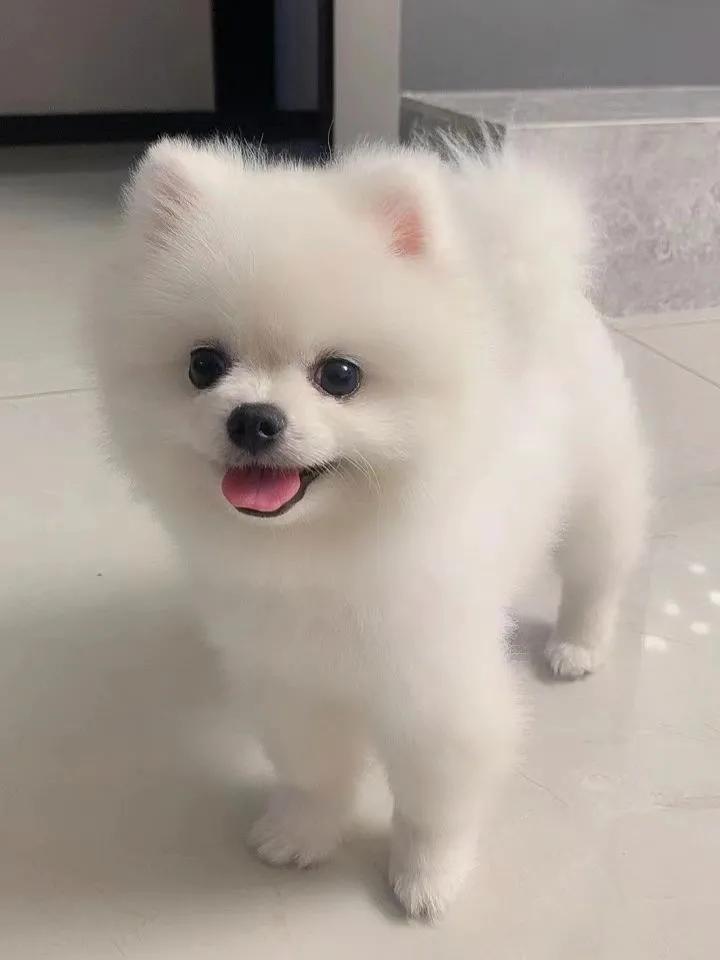 世界上最可爱的10种狗狗排名,世界上最可爱的10种狗狗