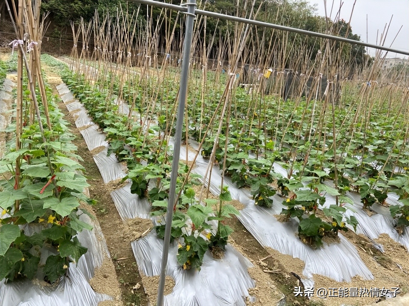 观澜版画村是几大客家古村落之一,观澜版画村是十大客家古村之一