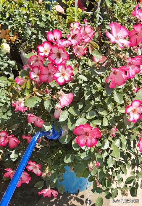 耐开耐晒的藤本月季有哪些,夏季都有哪些耐晒的月季品种