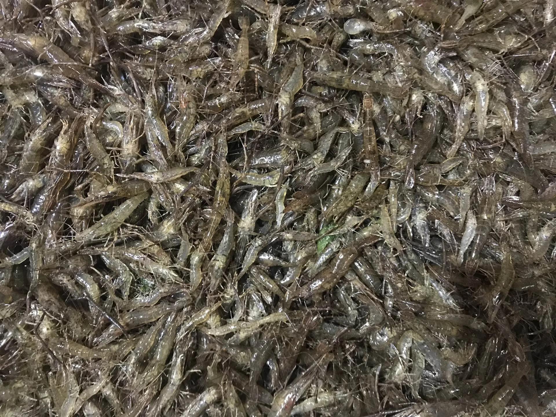 邵武美食活跳虾,邵武活跳虾