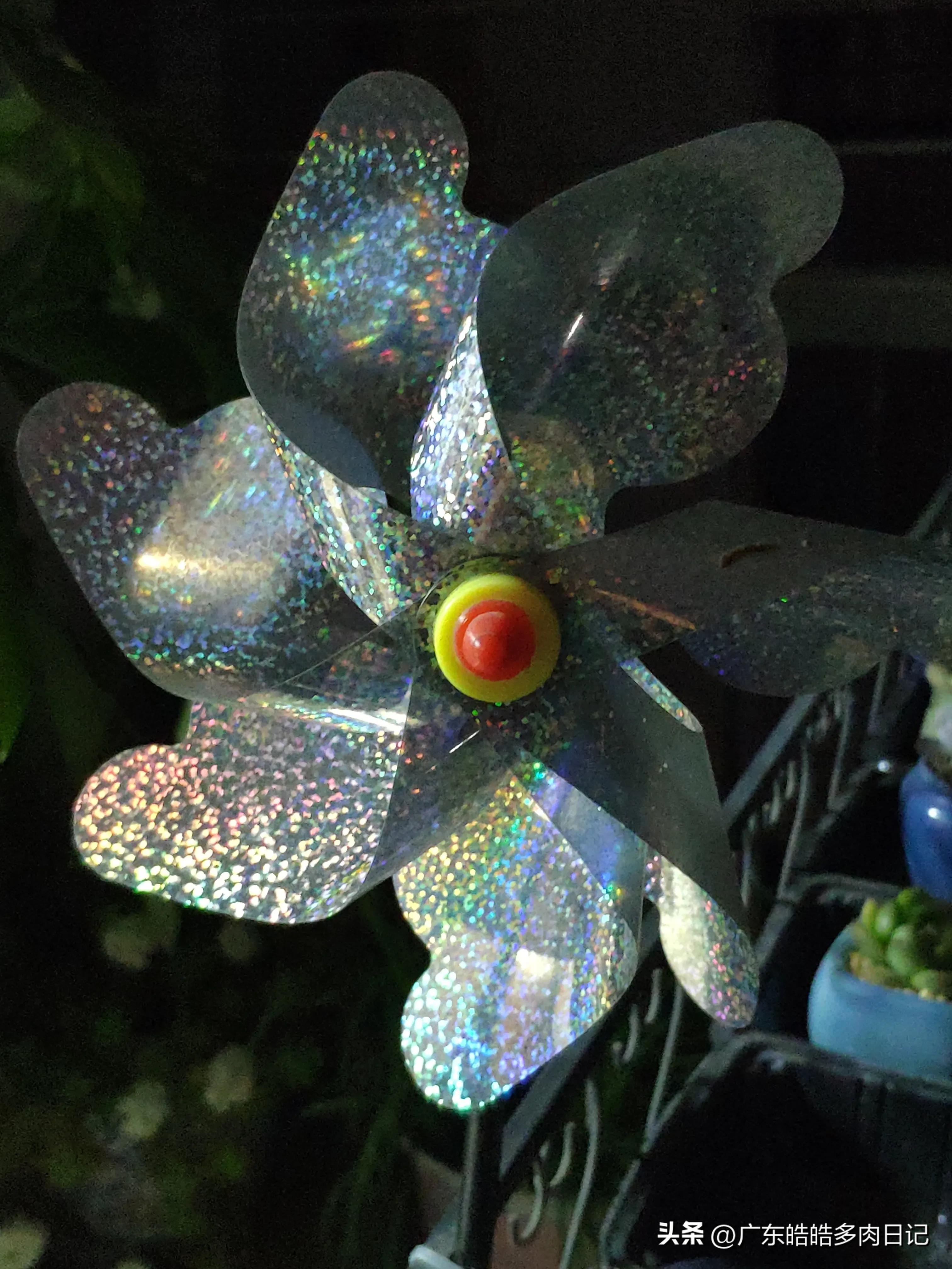 为养多肉，和楼顶小鸟的斗智斗勇，几*法大**宝轮番上阵