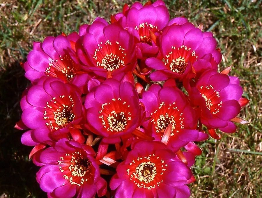 200种·仙人球开花图鉴，大开眼界，美到爆