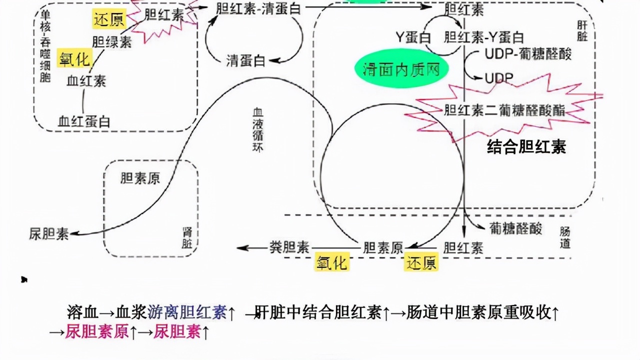 体检总胆红素偏高是肝病吗,肝病患者胆红素升高说明什么