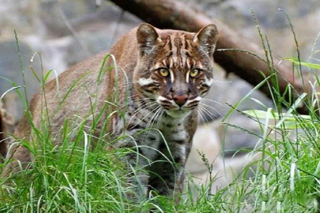 山彪的样子图片,山彪真实照片