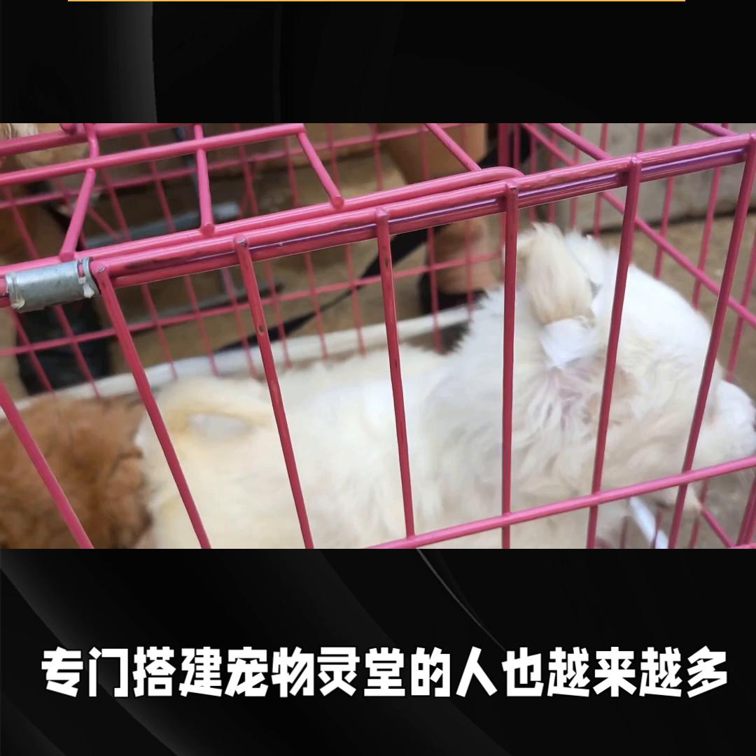 创业vlog怎么拍,创业vlog视频前十名创作者