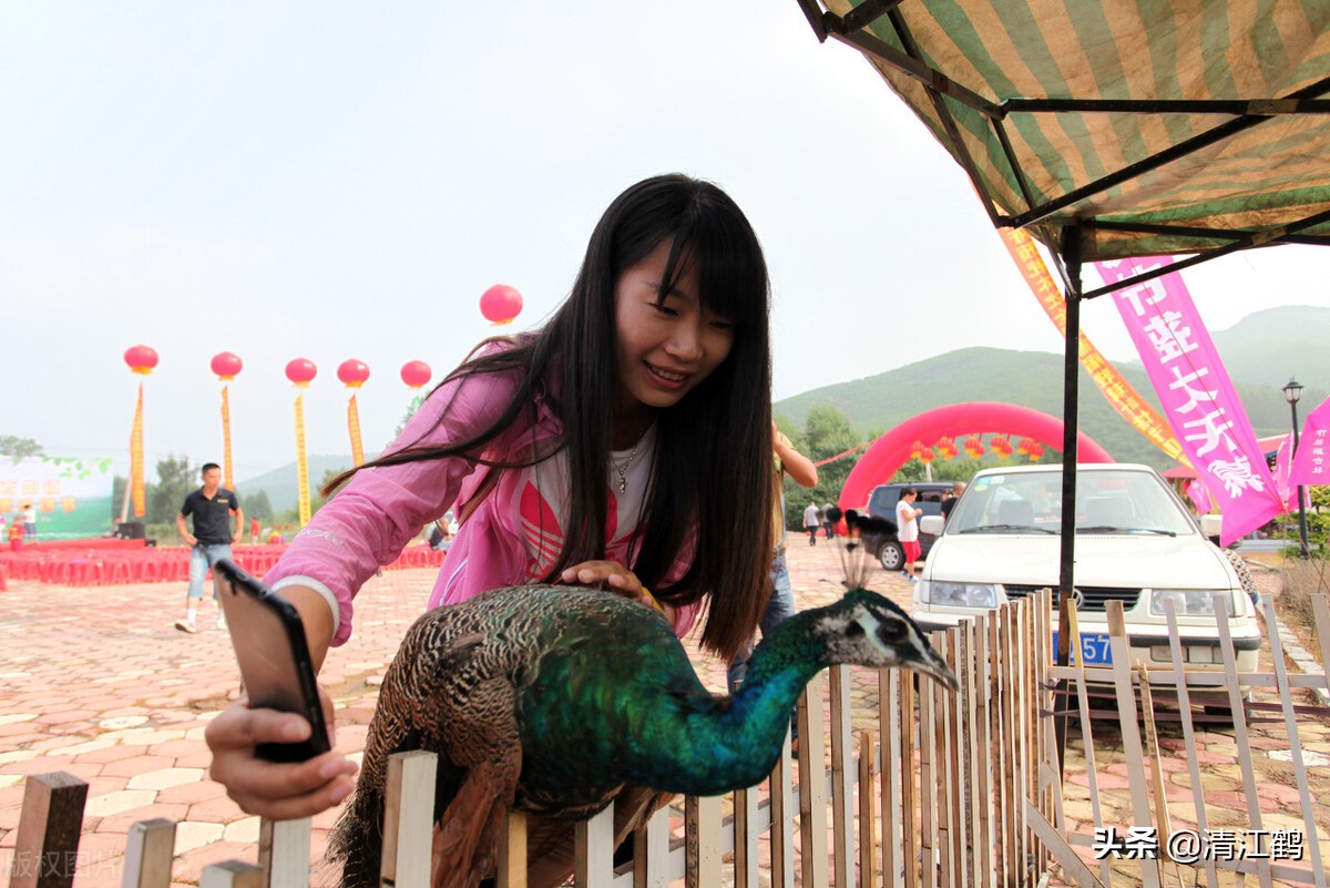 人工养殖速成鸡,人工养殖的鸡怎么速成