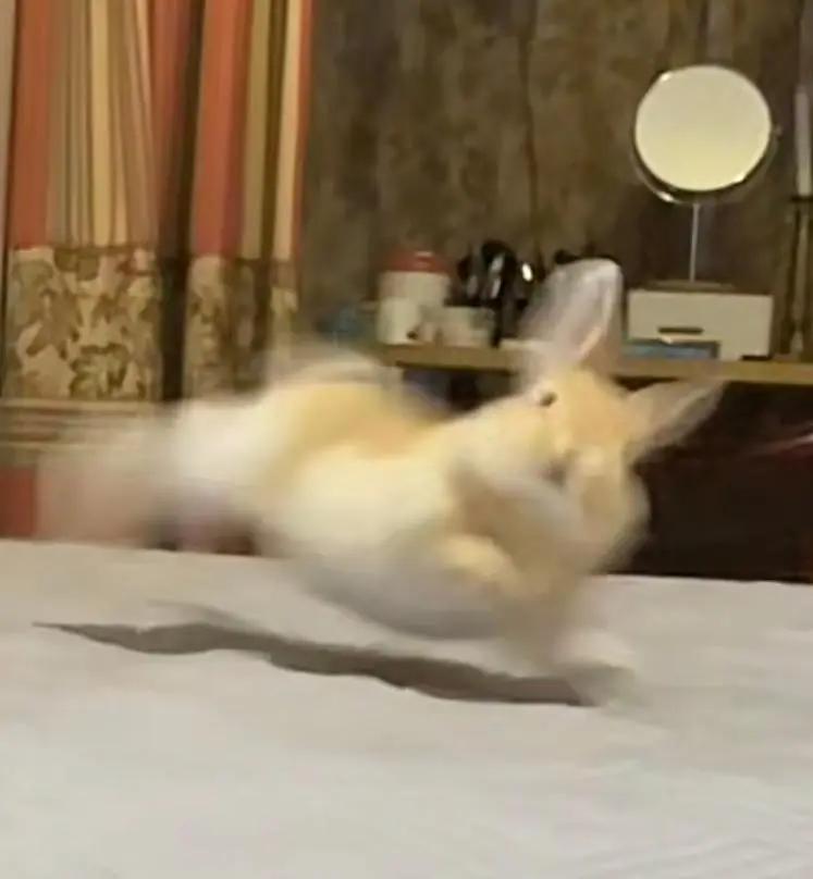 两个月大的兔兔要注意什么,怎么样的兔兔比较容易存活