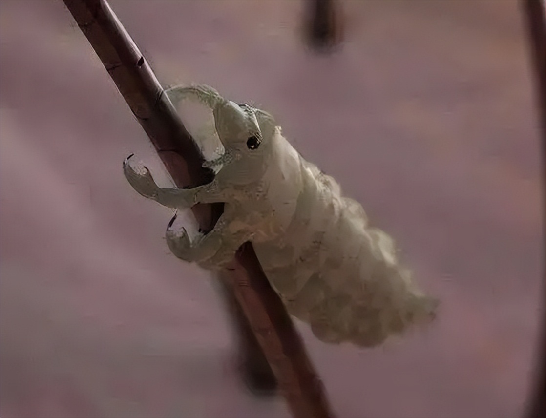 虱子现在灭绝了吗,虱子在自然界存在吗