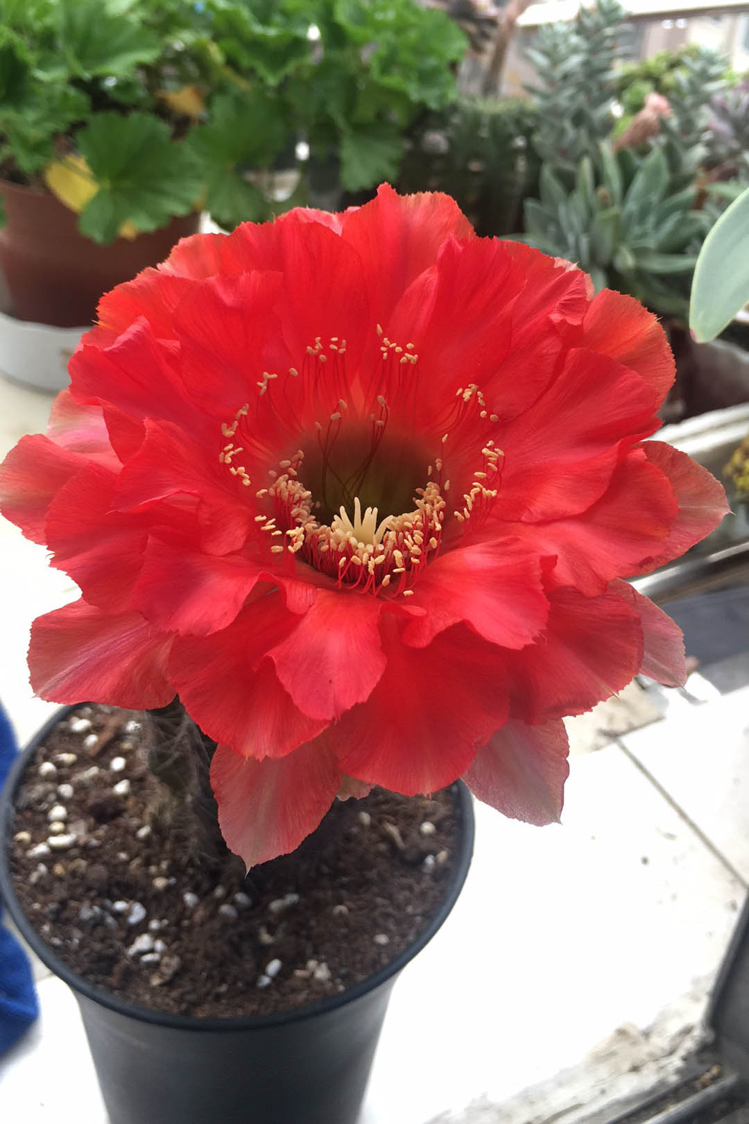 毛花柱仙人球品种大全,顶级精品仙人球花