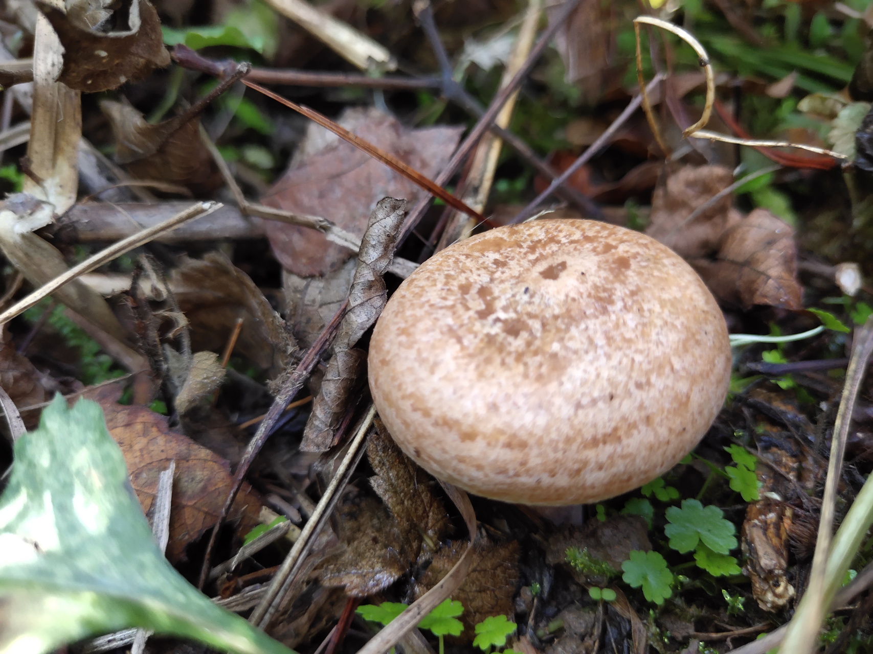 农村人搞副业赚钱，靠捡枞树菌一天赚1000元，赚的都是辛苦钱