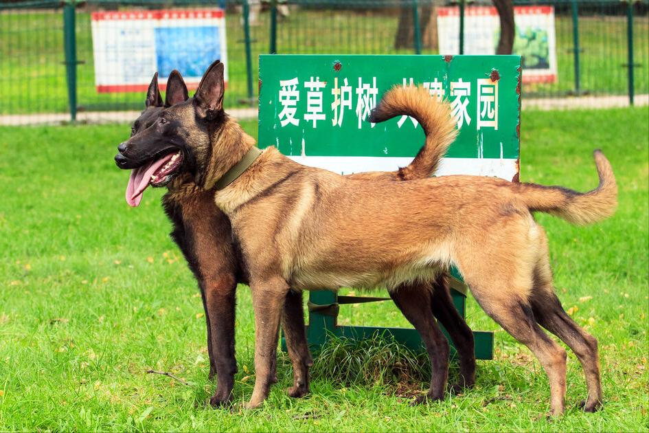马犬是不是骗人的,马犬的十个不养理由和特点