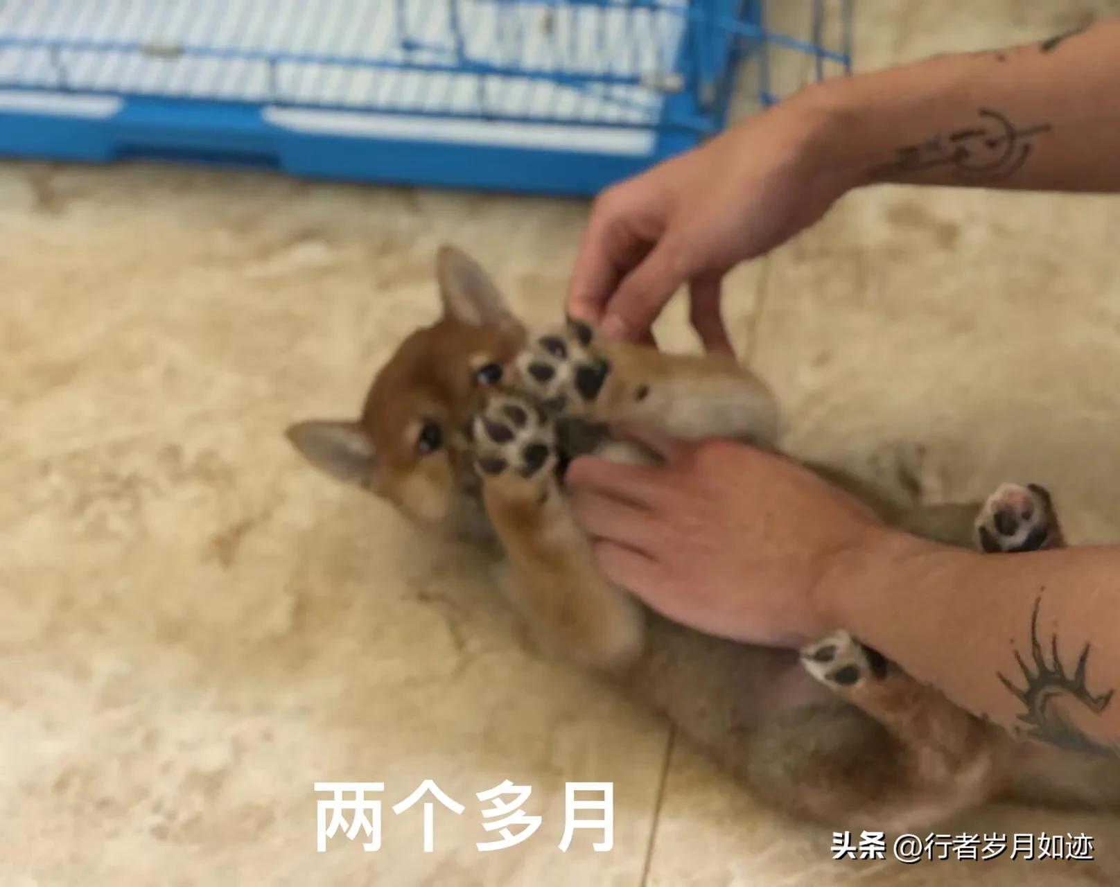 狗狗应该吃什么鱼油,狗狗应该吃什么驱虫药