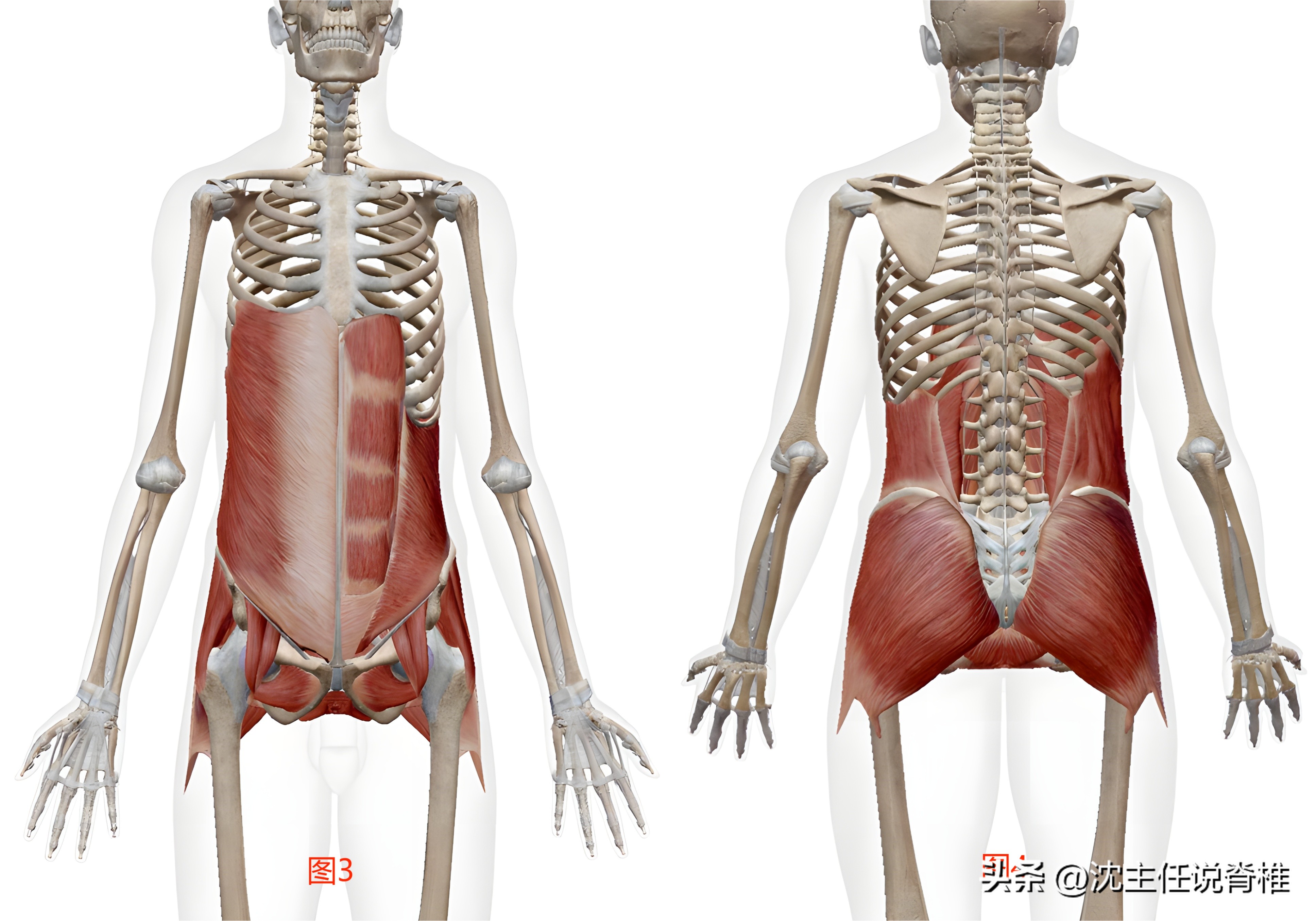 如何锻炼臀大肌和臀中肌,康复臀中肌臀大肌训练动作