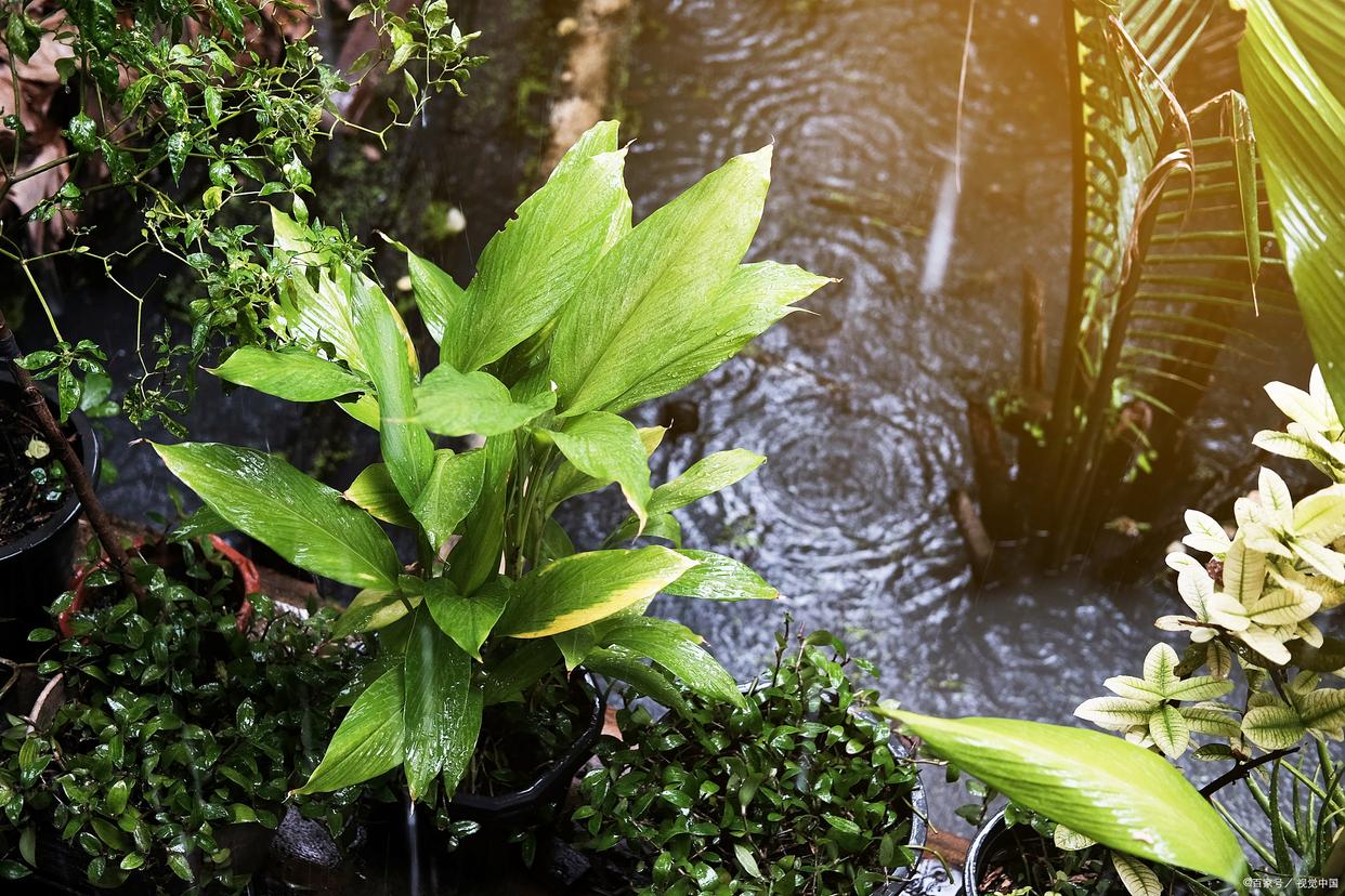 冬季阳台花卉养殖方法和技巧,简单阳台种菜自动浇水可行吗