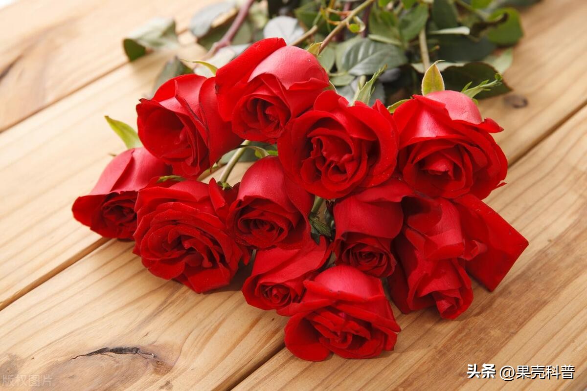 第三篇：花的奥秘|植物探秘：探索奇妙的绿色世界