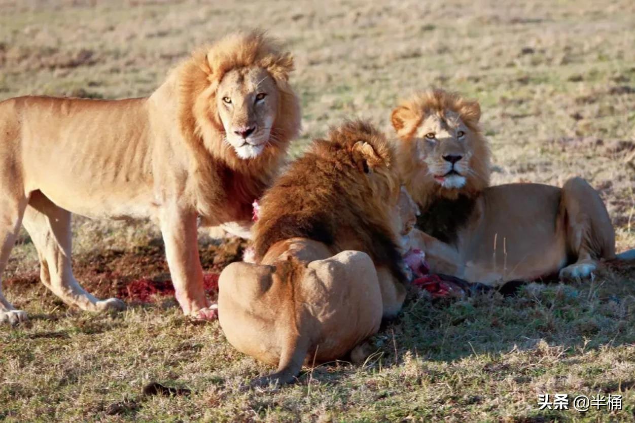 狮子老了的结局,狮子老了离群而死