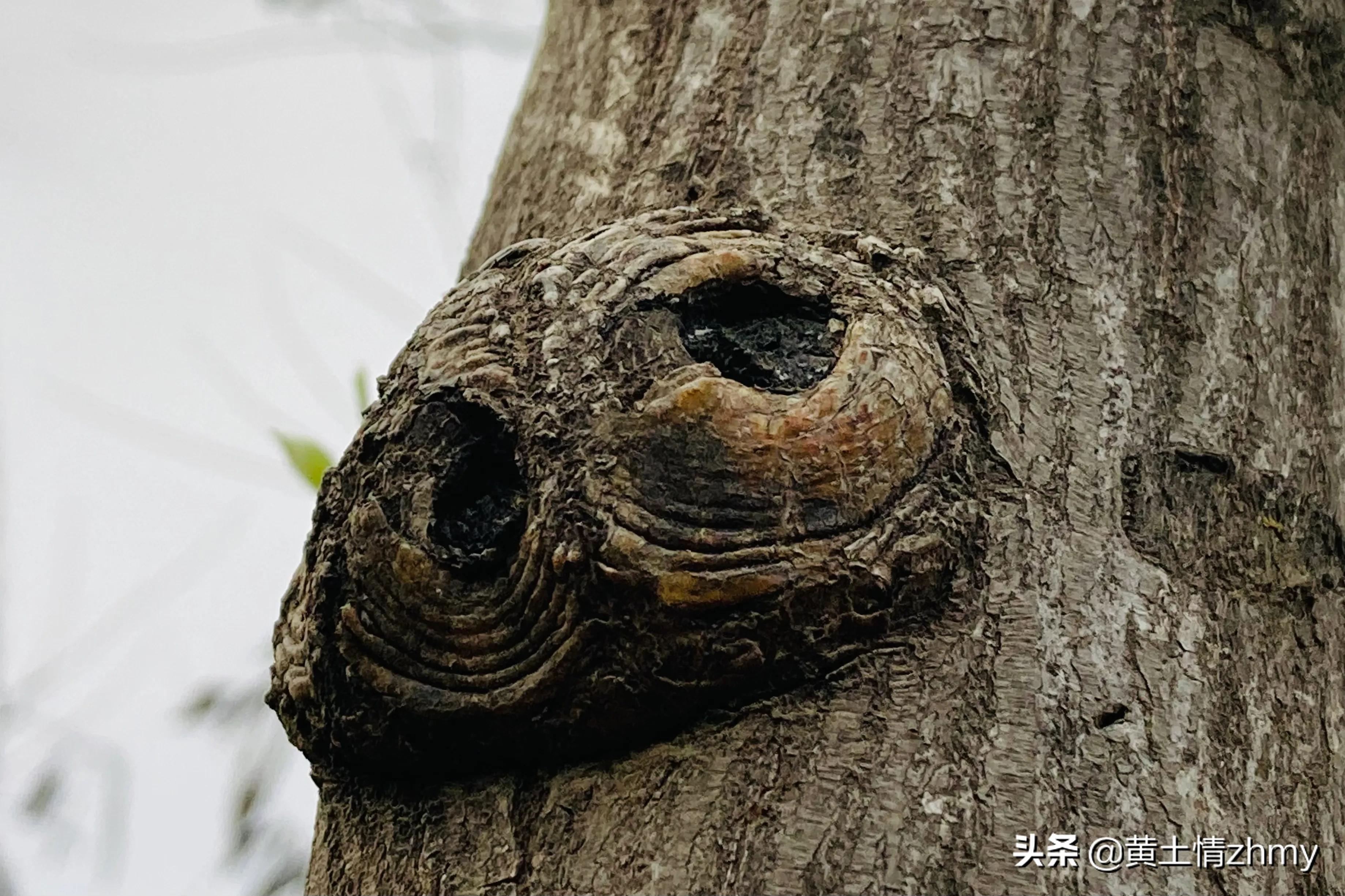 木头瘤疤,奇特的树干造型