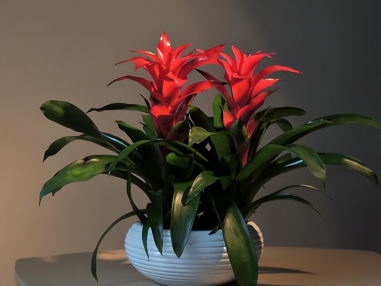 适合在北方养的吉利花,越养越吉利的三种花富贵花