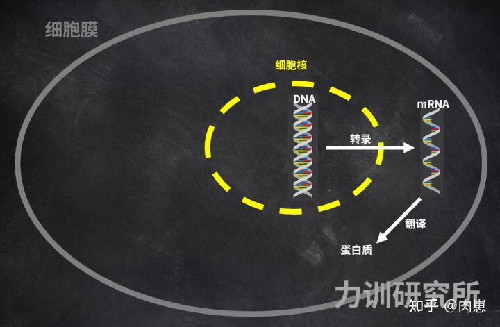 健身增肌好处的简介,锻炼和健身增肌的原理
