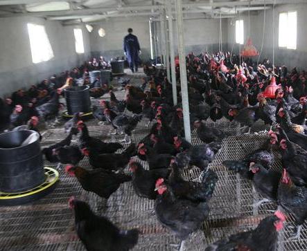 湖南小伙承包5000地只养十只鸡,农民大哥承包500亩土地养了10只鸡