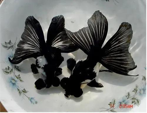 各种漂亮鱼的名称及图片,漂亮可爱的海水观赏鱼