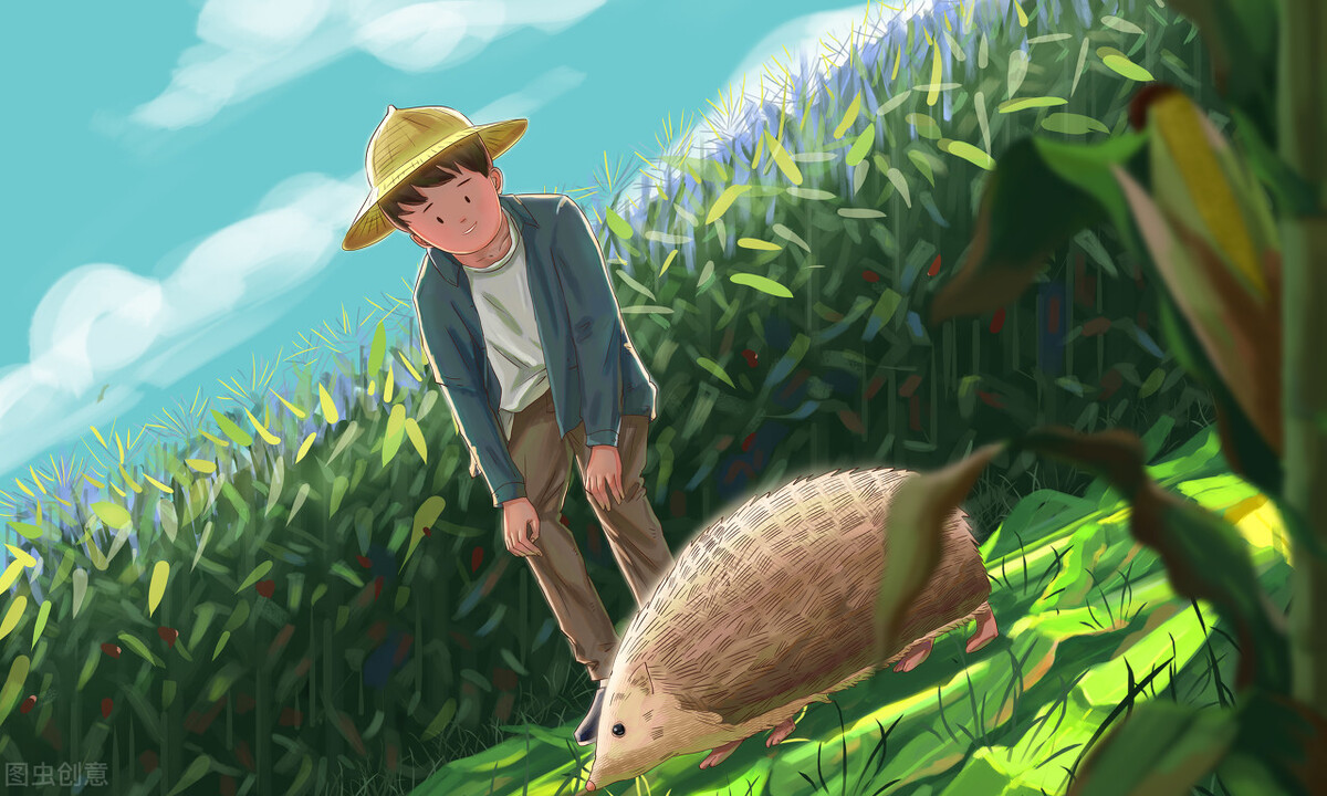 女子每日投喂流浪猫,网友投喂流浪猫引来一群猫后续