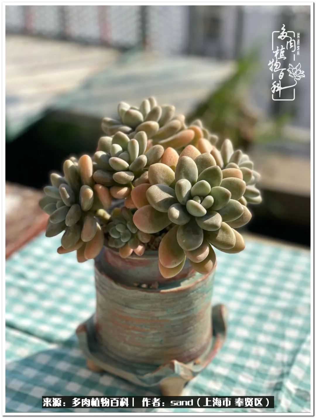 养点花草给生活添点乐趣,养点花花草草心情自然会好