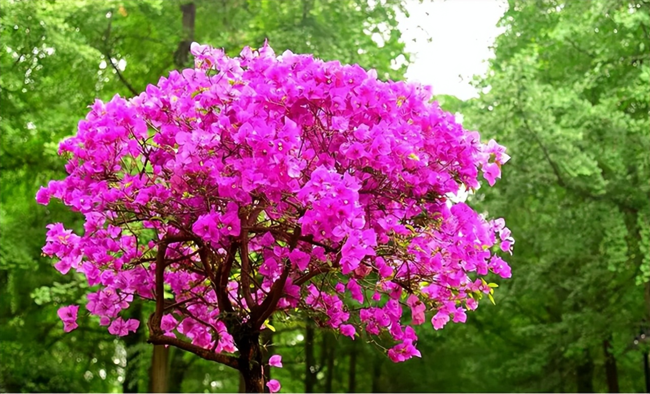 花多多是磷酸二氢钾吗,花多多2号是智商税吗