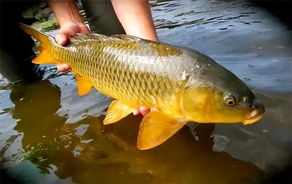 淡水鱼排行榜前十名价格,国内常见淡水鱼价格排行