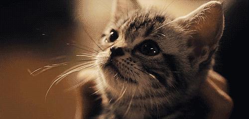 猫咪为什么不能碰胡子根部 (猫咪的胡子为什么碰不得)