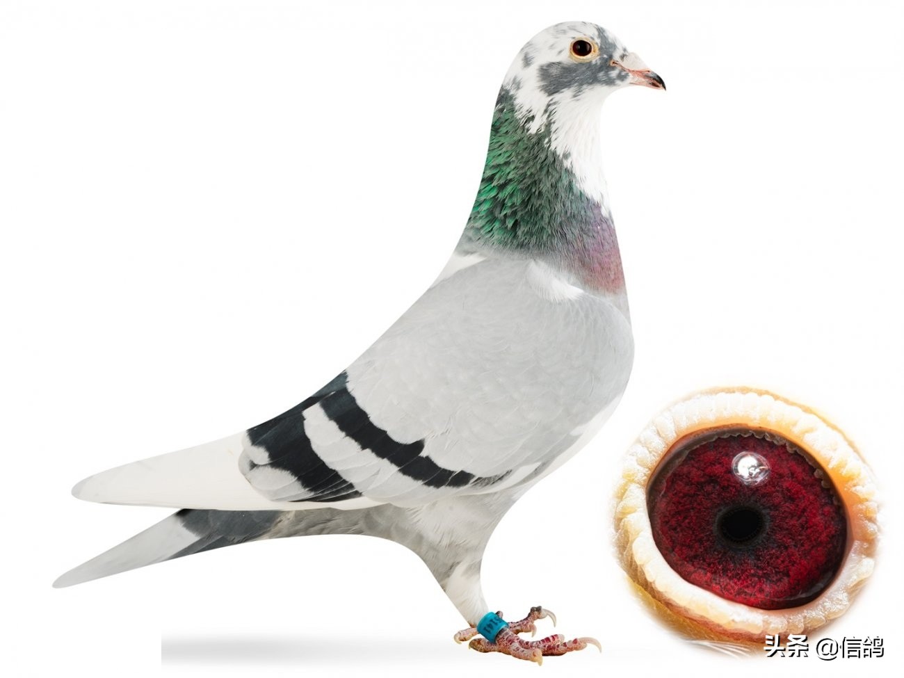 工薪鸽友如何低成本引进种鸽,高价鸽子养殖