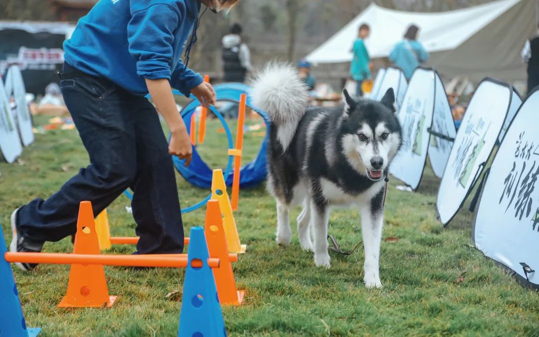 萌宠万圣狂欢夜,萌宠露营云龙区