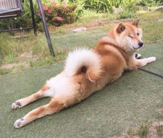 柴犬好养吗优缺点有哪些表现,了解了习性事半功倍