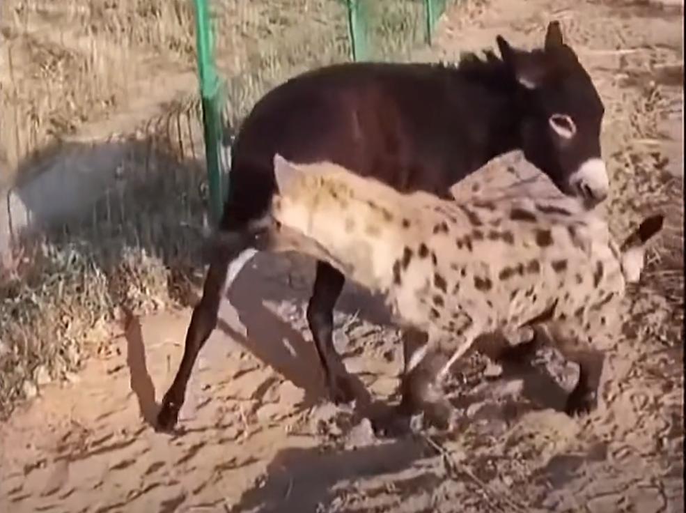 螳螂大战100只世界上最弱的蚂蚁,七大食肉动物大战大象和犀牛