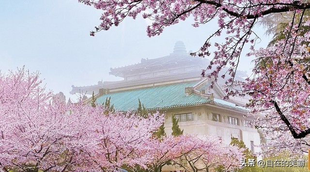 武汉大学怎么样,武汉大学怎么样知乎