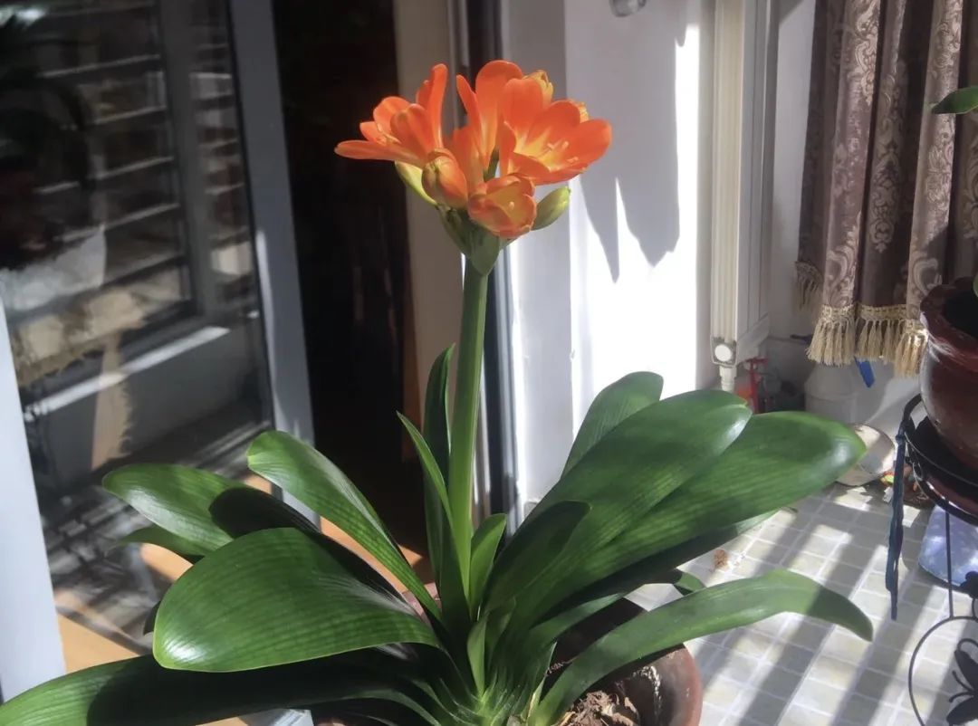 睡觉房间里养什么花草最好,卧室里适合养什么东西