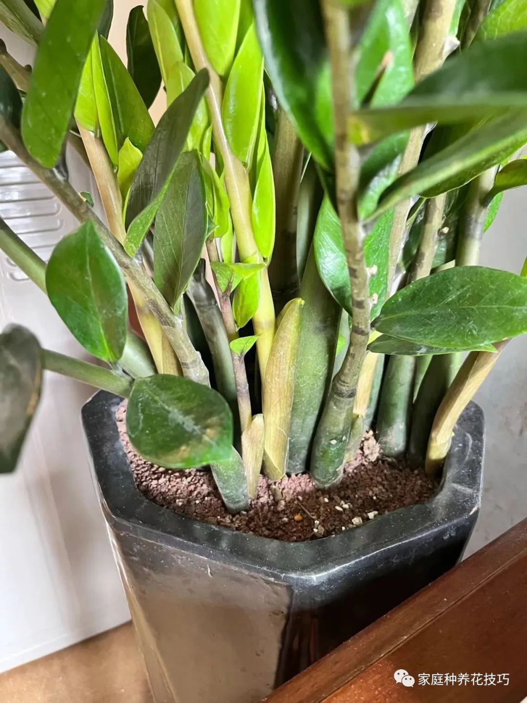 招财进宝植物的风水,寓意招财进宝的植物